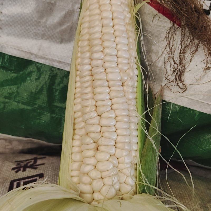 大量供应，颗粒饱满