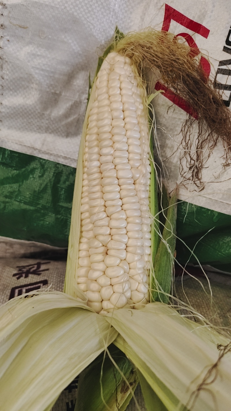 大量供应，颗粒饱满