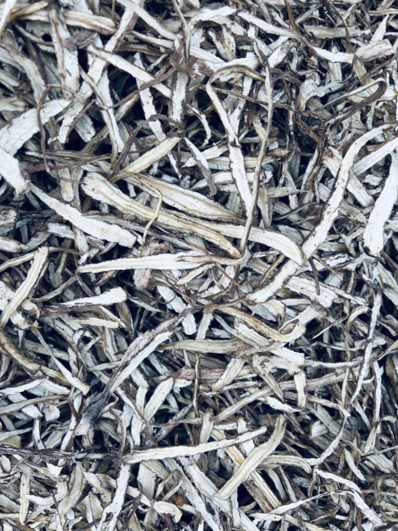 当归节子片。规格齐全量大优惠可视频看货欢迎咨询