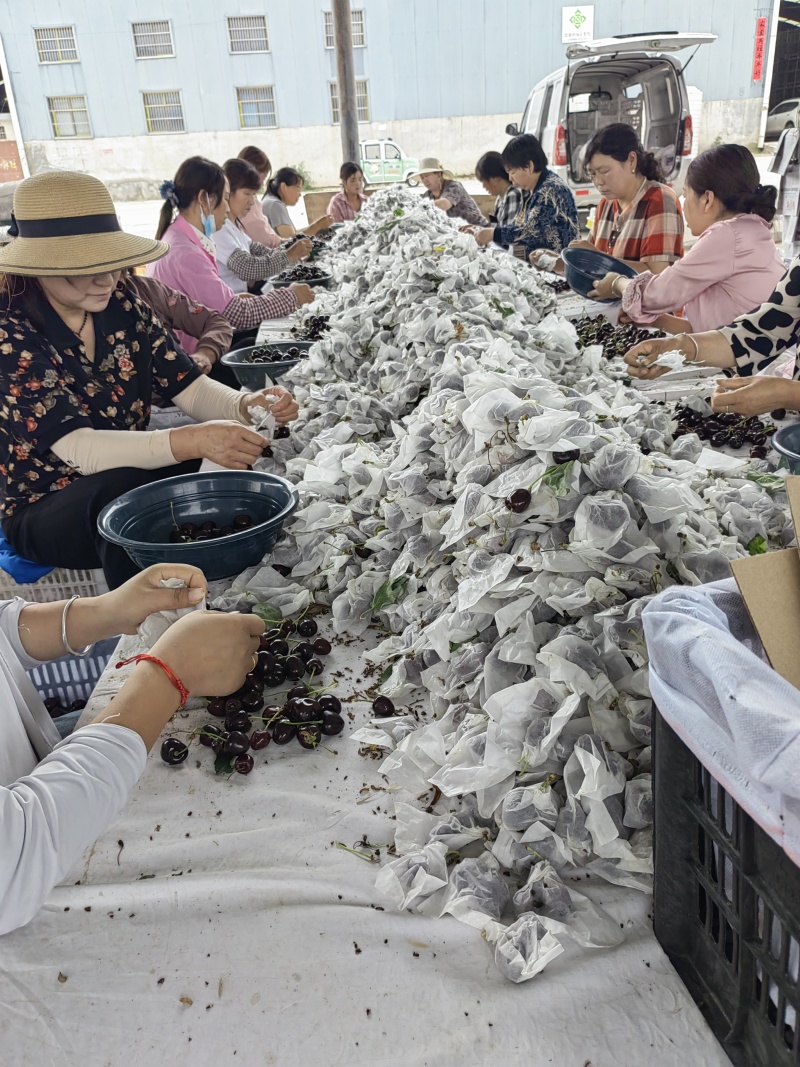 天水大樱桃美早胜利福星冰库拉冰丝套袋