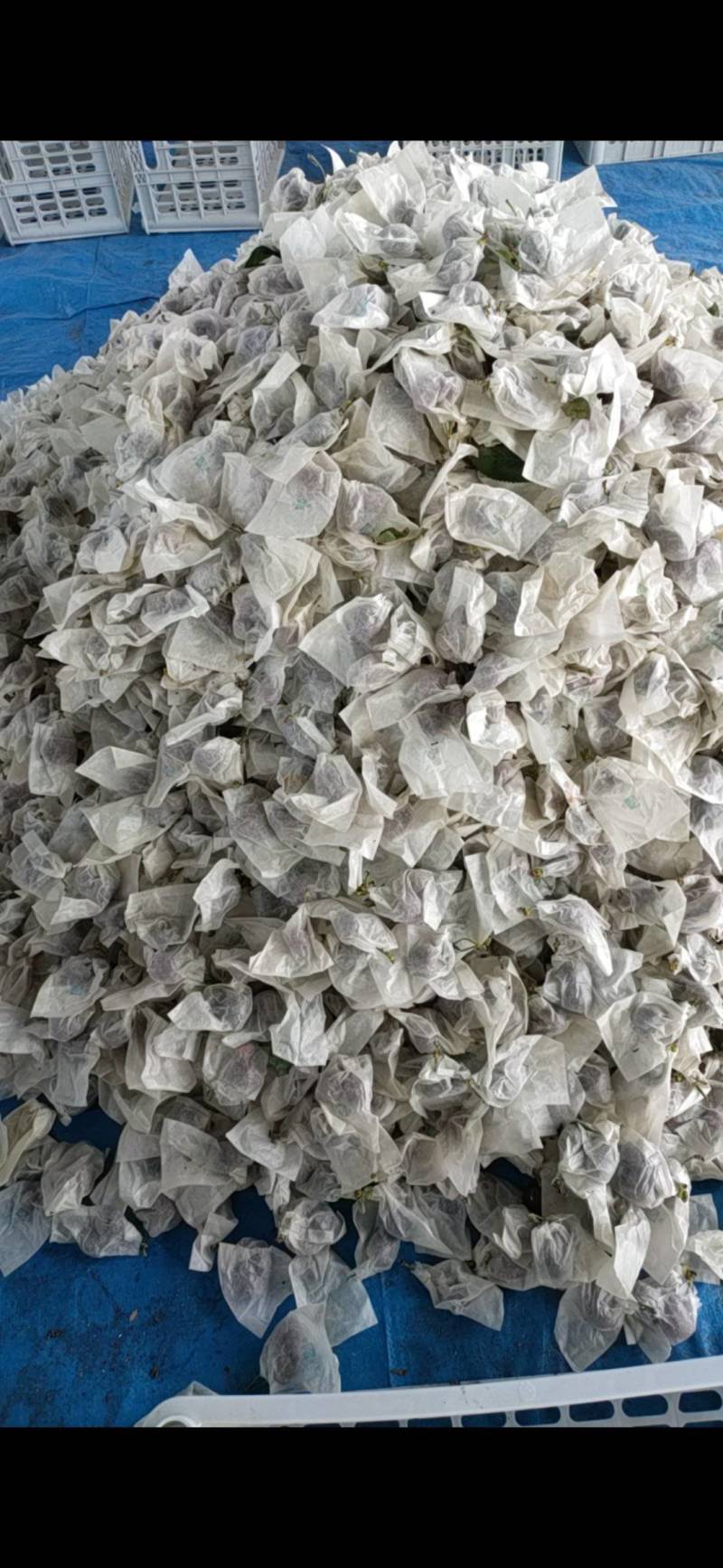 天水大樱桃美早胜利福星冰库拉冰丝套袋