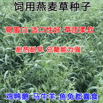 燕麦种子燕麦牧草种籽耐热耐旱高营养饲用养殖鸡鸭鹅牛羊青饲草