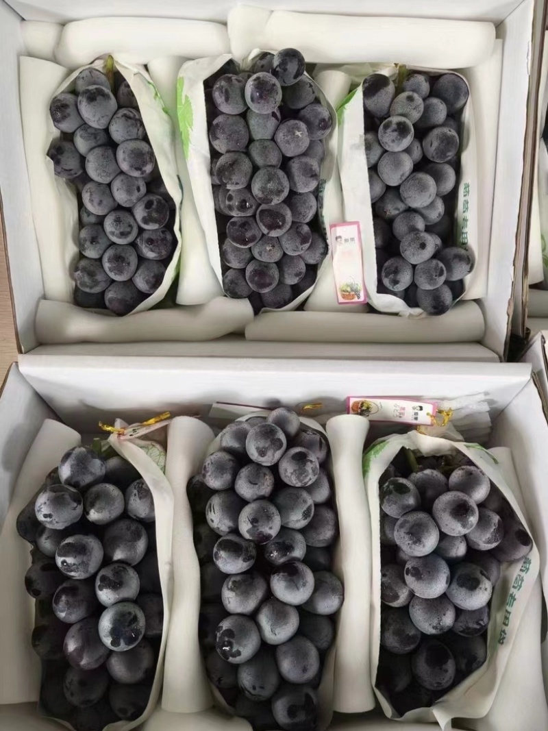 🌟套袋精品夏黑甜肉葡萄全黑无籽大量上市现货