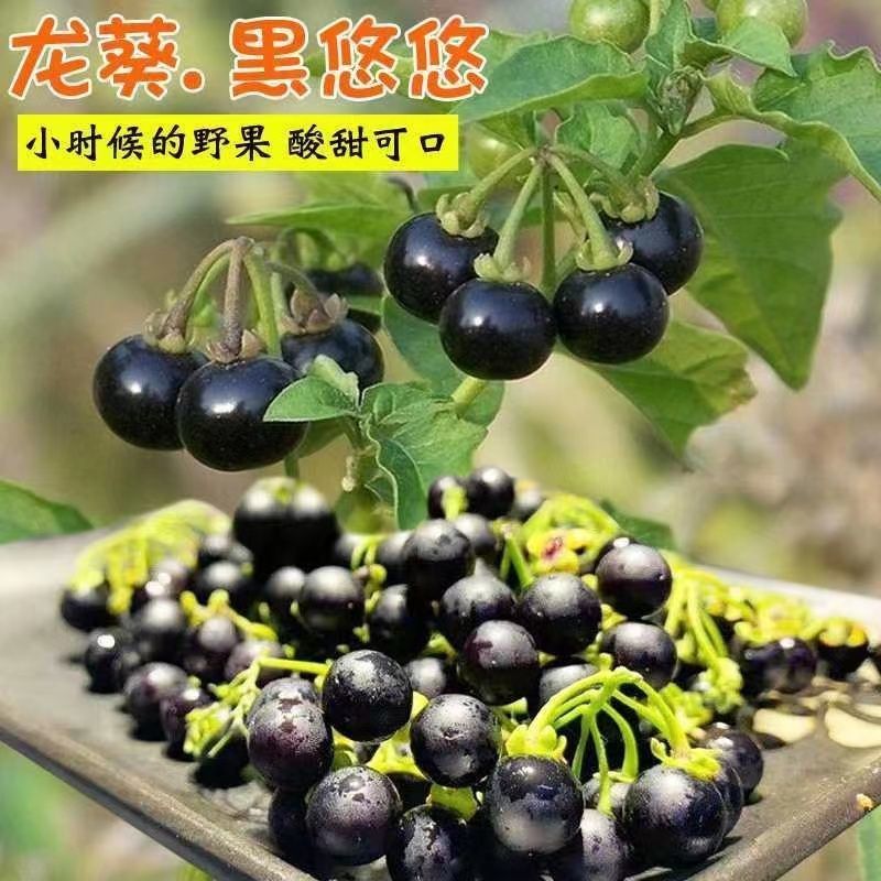 东北黑悠悠种子果实龙葵种子盆栽黑天天野生黑星星黑幽幽种子
