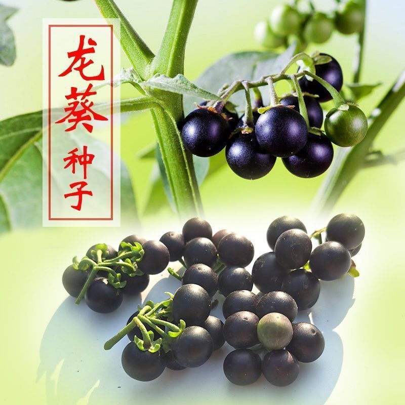 东北黑悠悠种子果实龙葵种子盆栽黑天天野生黑星星黑幽幽种子