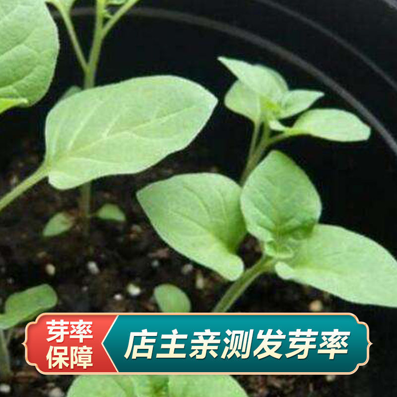 东北黑悠悠种子果实龙葵种子盆栽黑天天野生黑星星黑幽幽种子