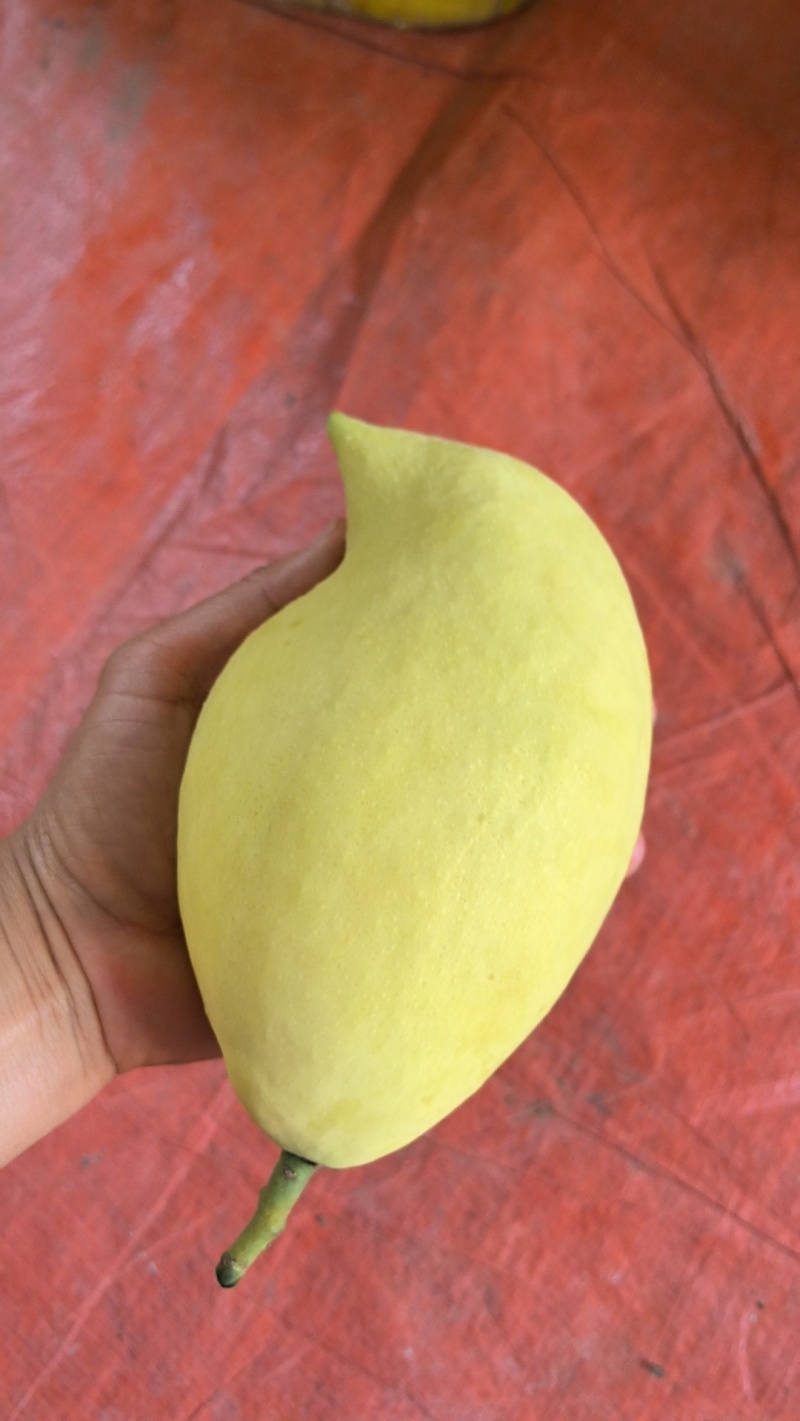 云南元江鹰嘴芒，高山种植，果地直采，果形胖，