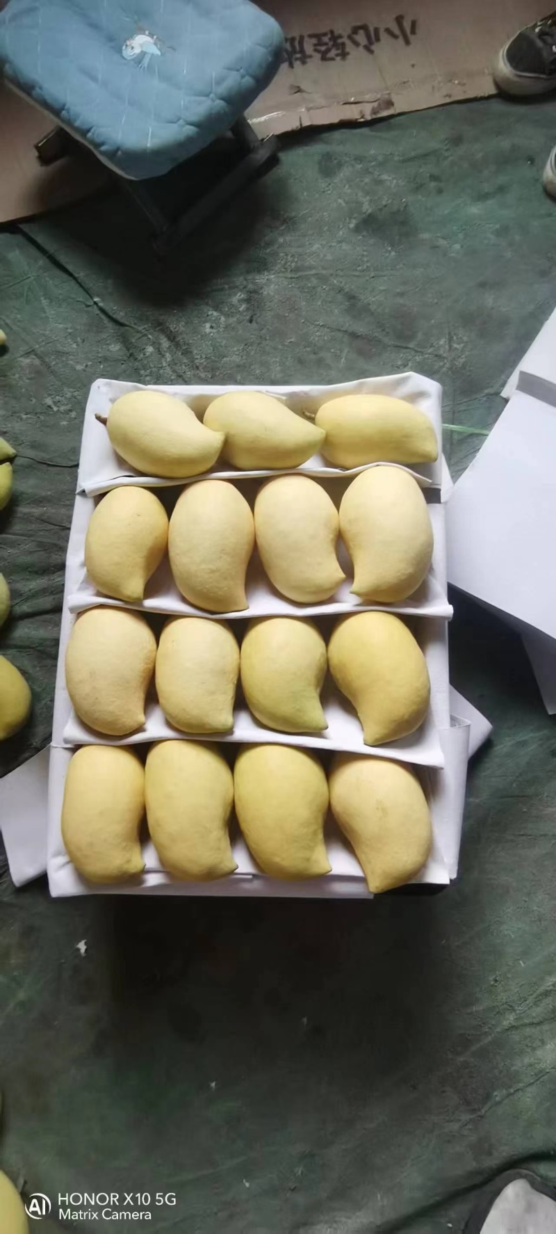 云南元江鹰嘴芒，高山种植，果地直采，果形胖，