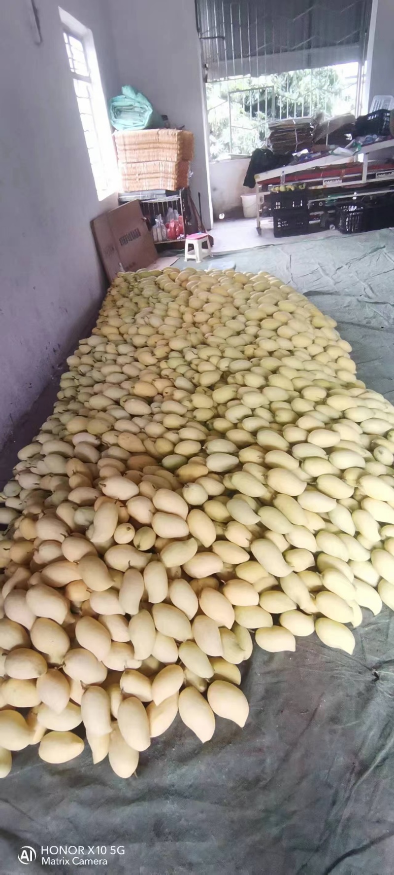 云南元江鹰嘴芒，高山种植，果地直采，果形胖，
