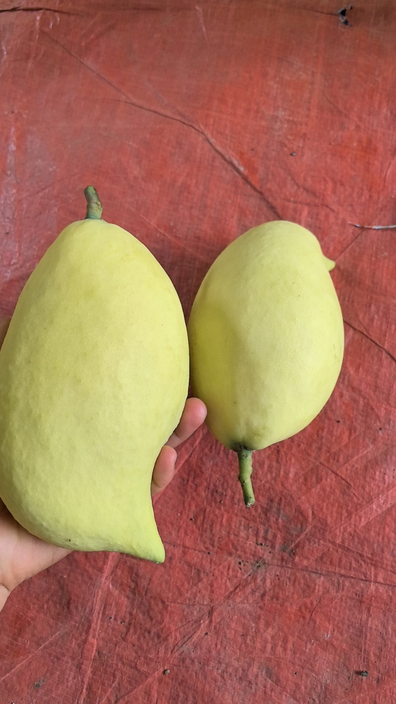 云南元江鹰嘴芒，高山种植，果地直采，果形胖，