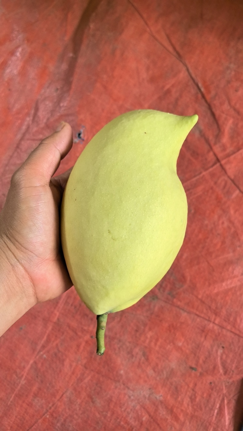 云南元江鹰嘴芒，高山种植，果地直采，果形胖，
