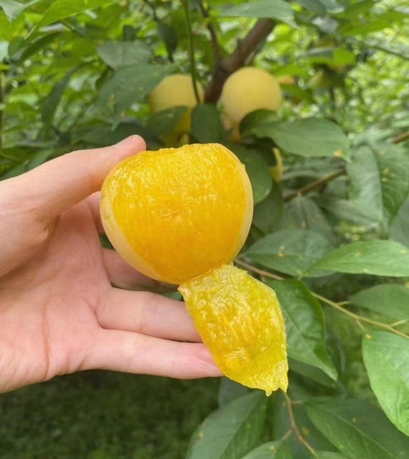 桃花李桃形李纯甜多汁可视频看货原产地直供支持线上保障交易