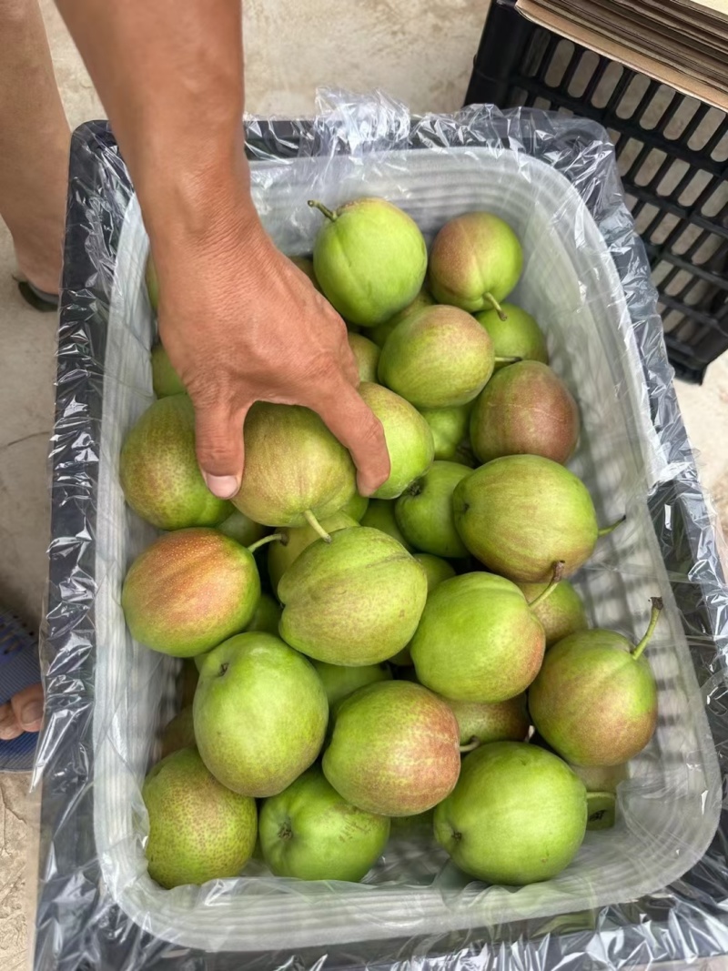 新梨七号，适合电商，批发，超市，欢迎客商联系