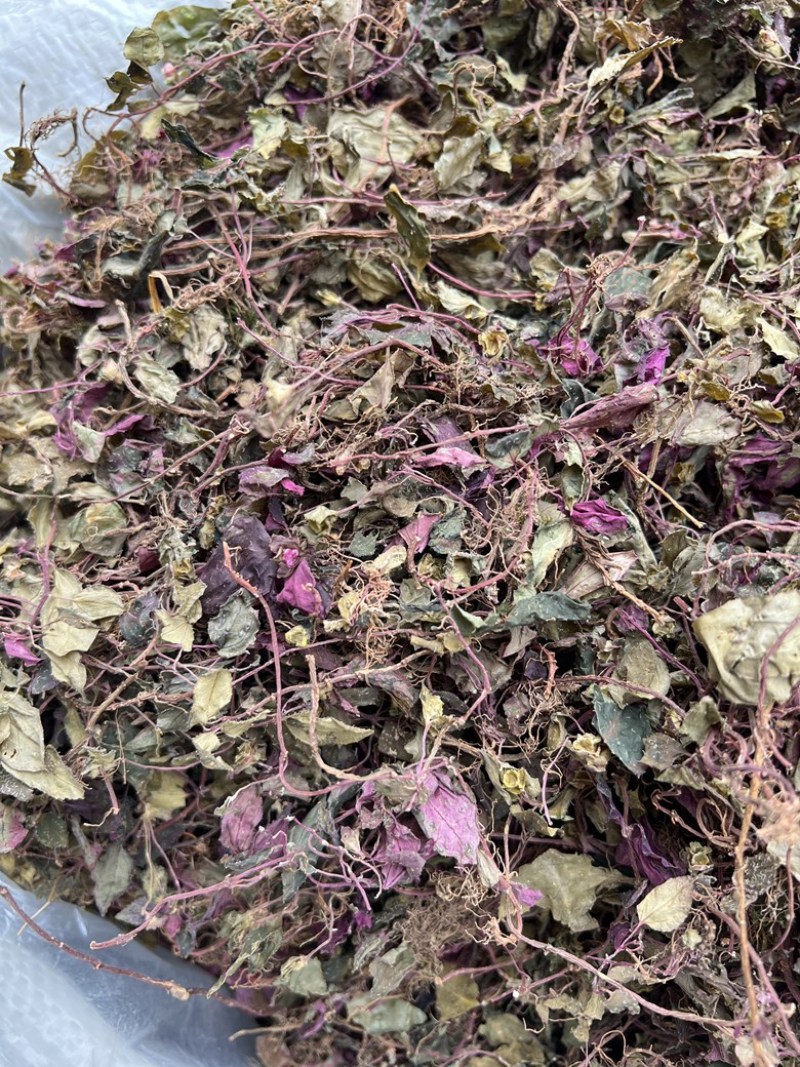 风柜斗草福建野生干品楮头红风谷草风骨草