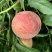 实力优选大荔突围毛桃供应商超电商市场档口