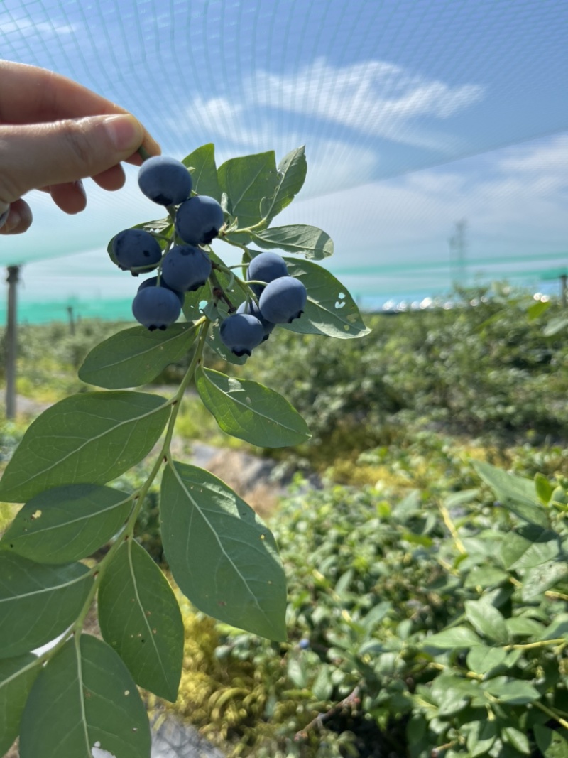 嘉兴本地蓝莓鲜果脆甜