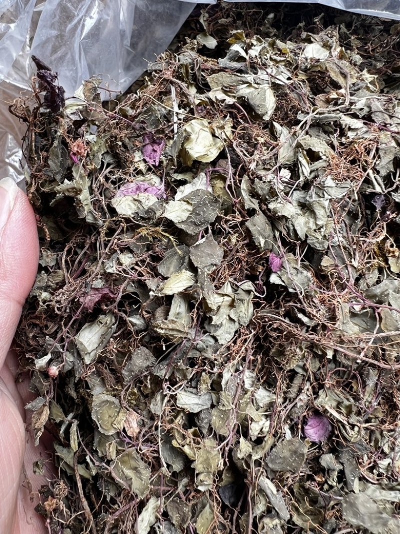 风柜斗草福建野生干品楮头红风谷草风骨草
