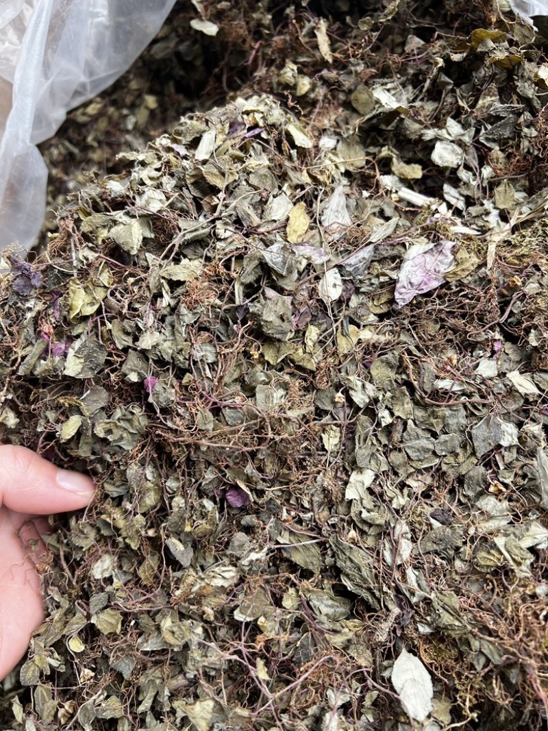 风柜斗草福建野生干品楮头红风谷草风骨草