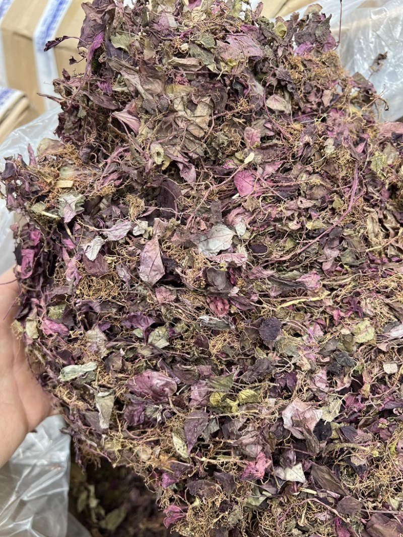 风柜斗草福建野生干品楮头红风谷草风骨草