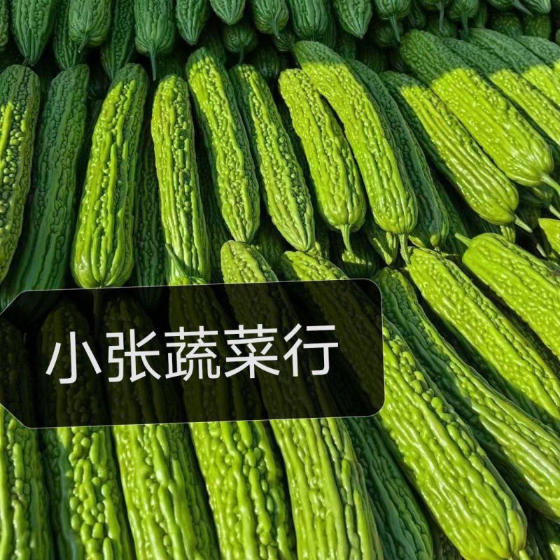 河南优质苦瓜，可视频看货选货，货量充足，一手货源