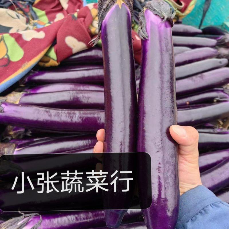 蔬菜基地精品紫长茄大量供应，欢迎各大商超订购！