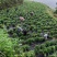 恩施藤茶龙须