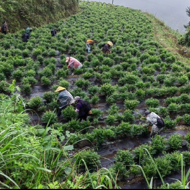 恩施藤茶龙须