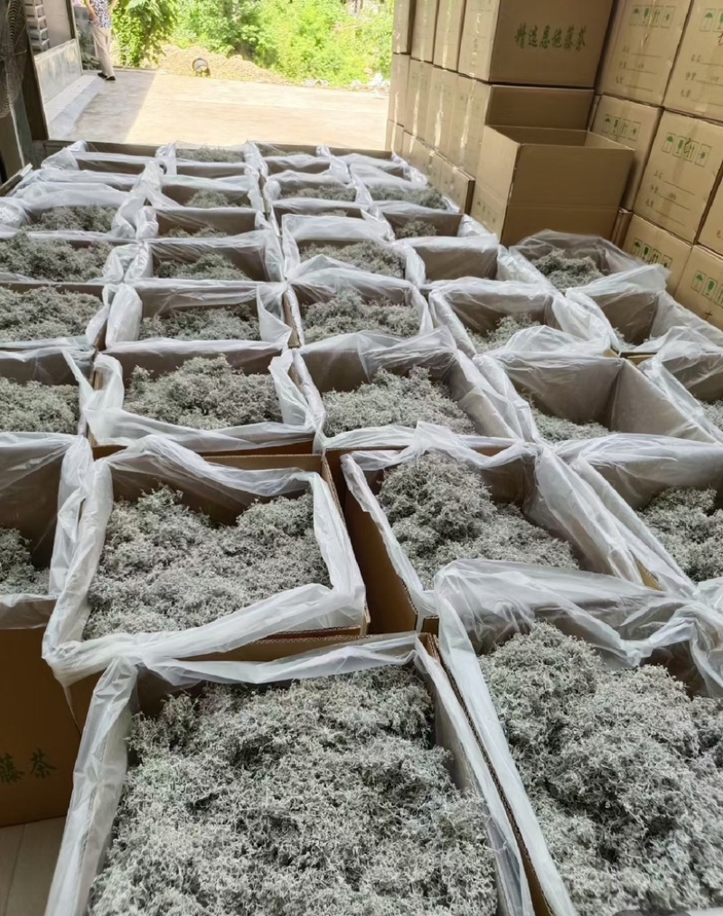 恩施藤茶龙须