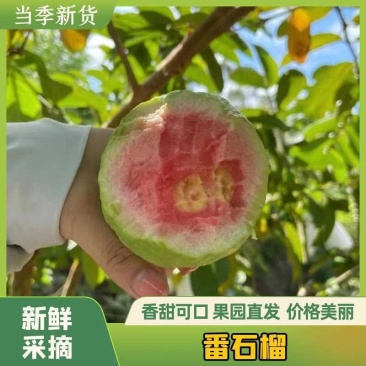 广东湛江番石榴,红心芭乐白心芭乐产地直销量大从优