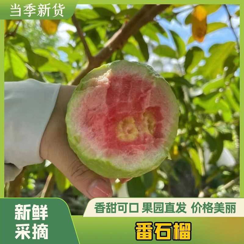 广东湛江番石榴，红心芭乐白心芭乐产地直销量大从优