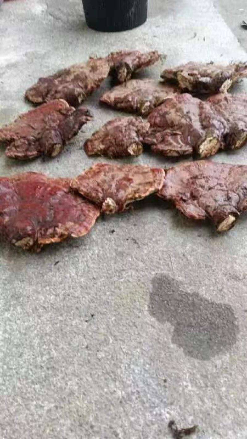 野生松衫灵芝