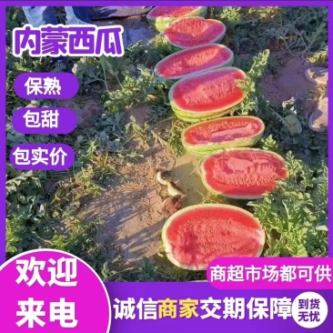 内蒙古西瓜,金城5号,精品西瓜,小韩代发。质量有保证