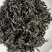 《福建》古法乌龙茶浓香型品鉴装三样共6小泡大量批发