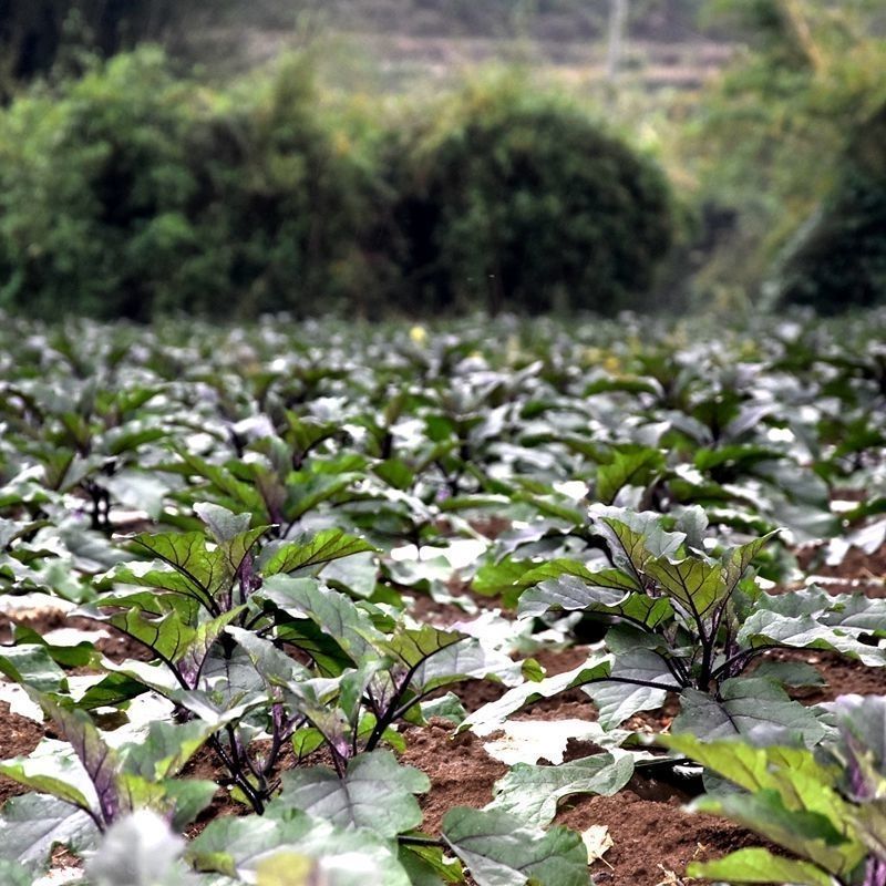 茄子随圆