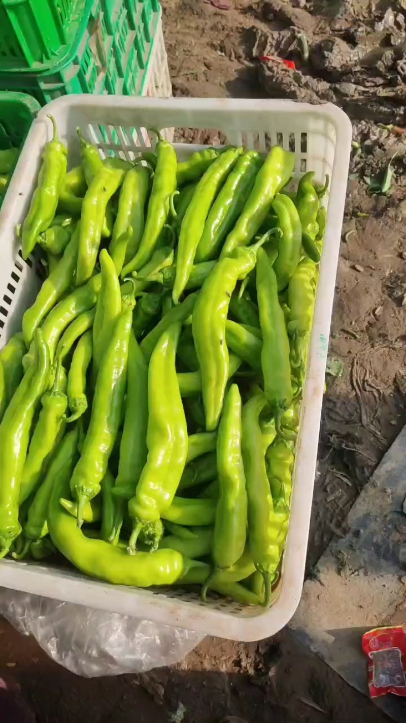 产地直发！精品辣椒大量上市中！！！！！