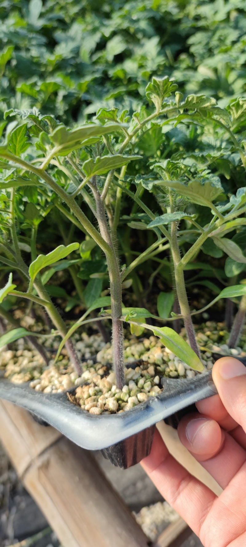 草莓西红柿苗抗病好高产口感好糖度高品质好