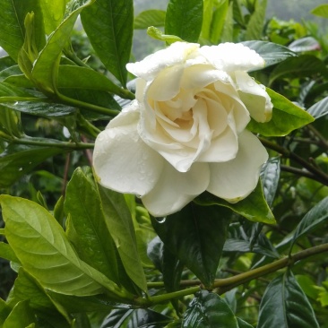 卖桅子花鲜花花朵
