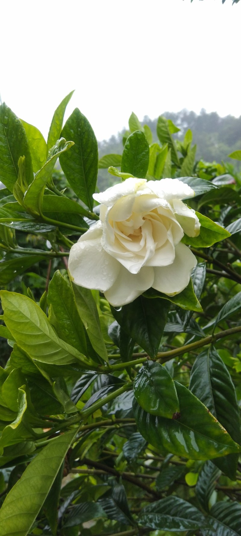 卖桅子花鲜花花朵