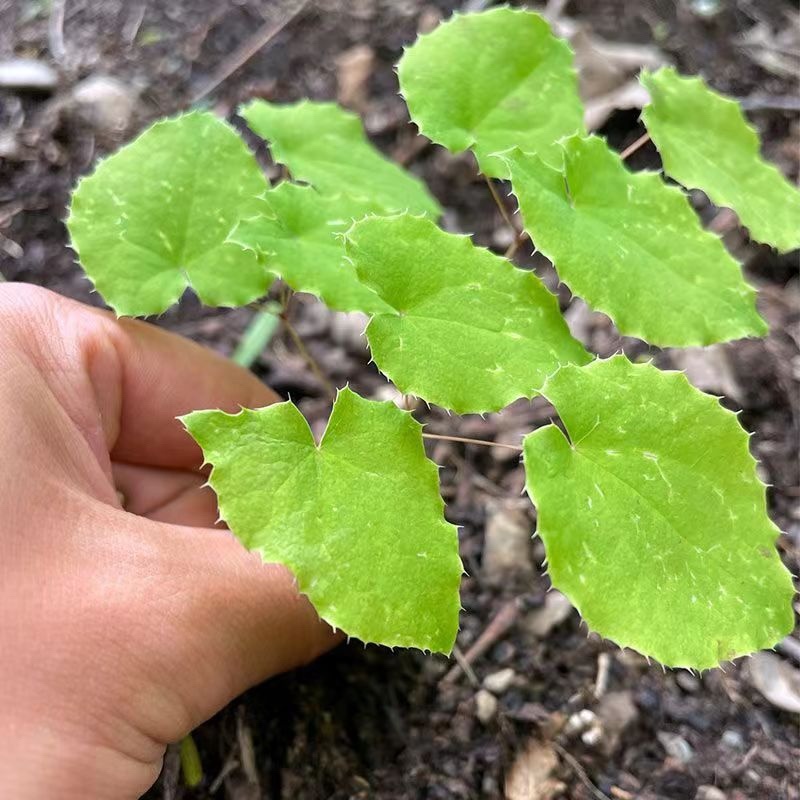 甘肃野生淫羊藿野生三只九叶草淫羊藿大量批发