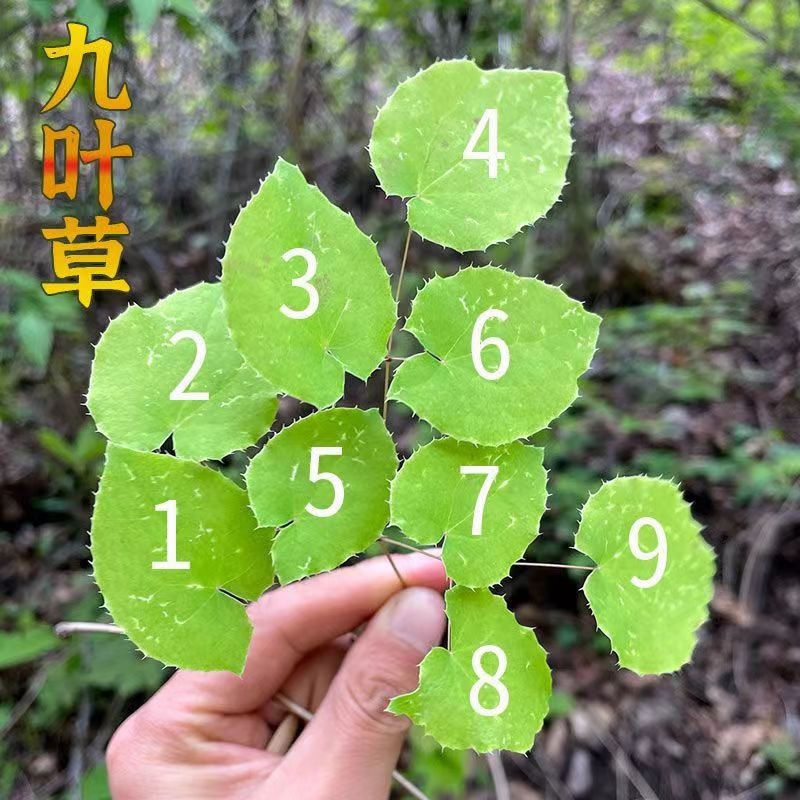 甘肃野生淫羊藿野生三只九叶草淫羊藿大量批发