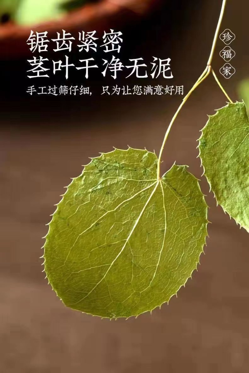 甘肃野生淫羊藿野生三只九叶草淫羊藿大量批发