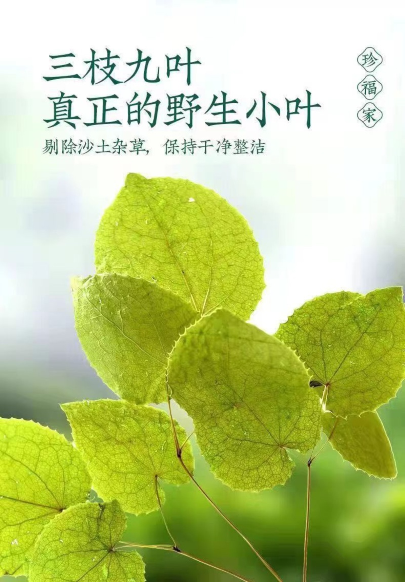 甘肃野生淫羊藿野生三只九叶草淫羊藿大量批发