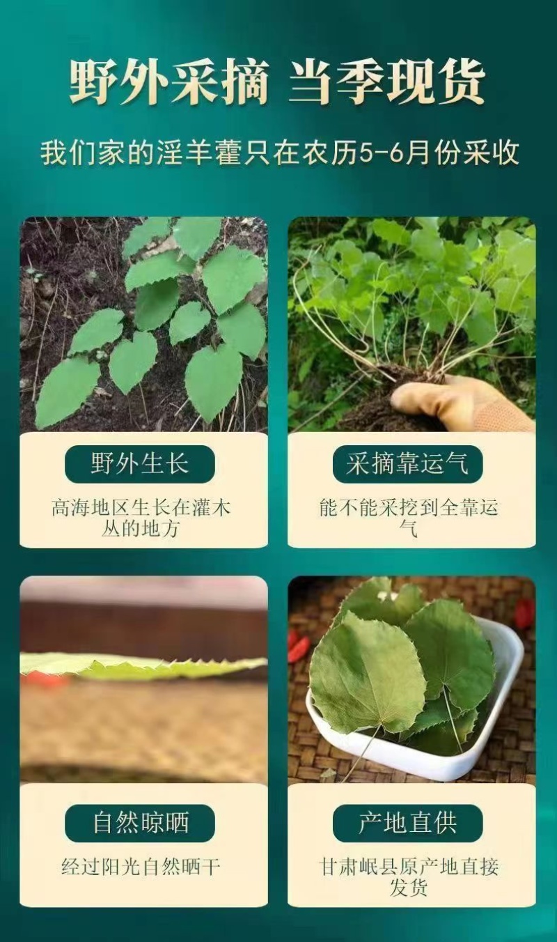 甘肃野生淫羊藿野生三只九叶草淫羊藿大量批发