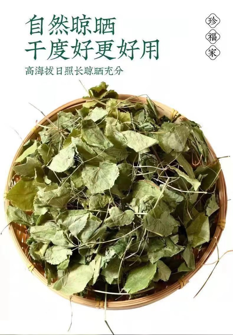 甘肃野生淫羊藿野生三只九叶草淫羊藿大量批发