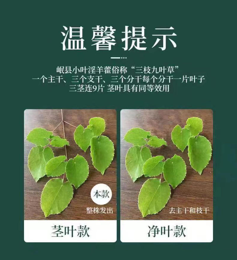 甘肃野生淫羊藿野生三只九叶草淫羊藿大量批发