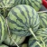 精品无籽美都麒麟西瓜基地直发一手货源量大从优欢迎采购