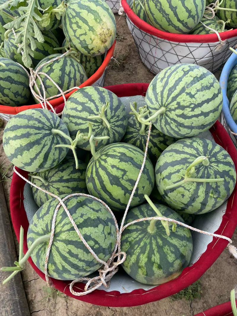 精品无籽美都麒麟西瓜基地直发一手货源量大从优欢迎采购