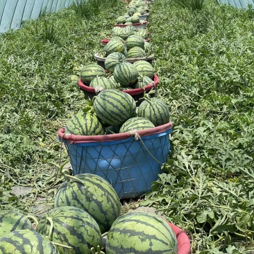 精品无籽美都麒麟西瓜基地直发一手货源量大从优欢迎采购