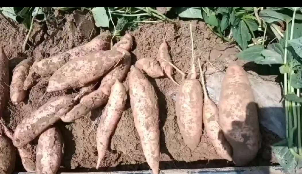 新鲜紫薯实物图