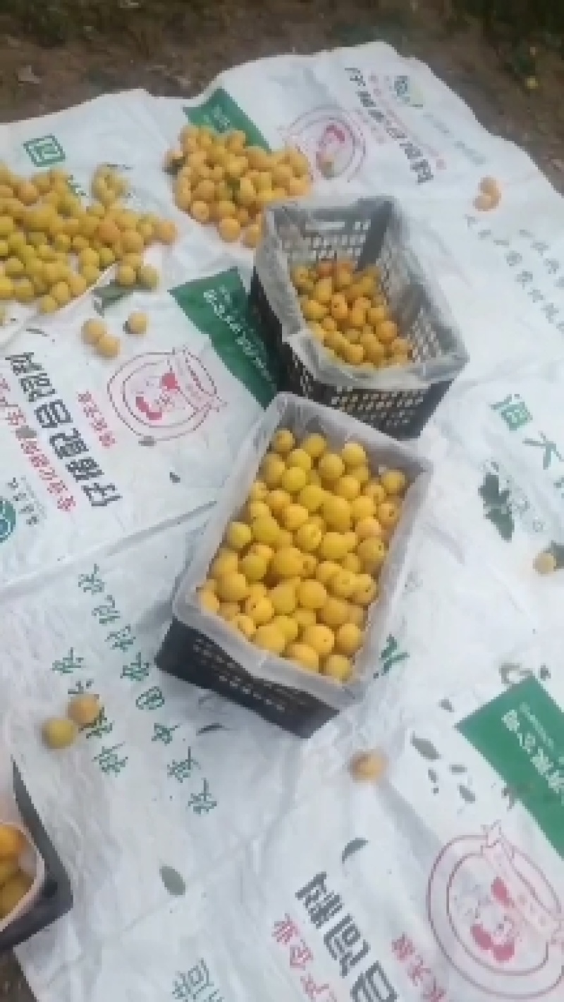 山东大棚陆地油桃购销中心，黄桃，突围，春雪，秋彤，等等，